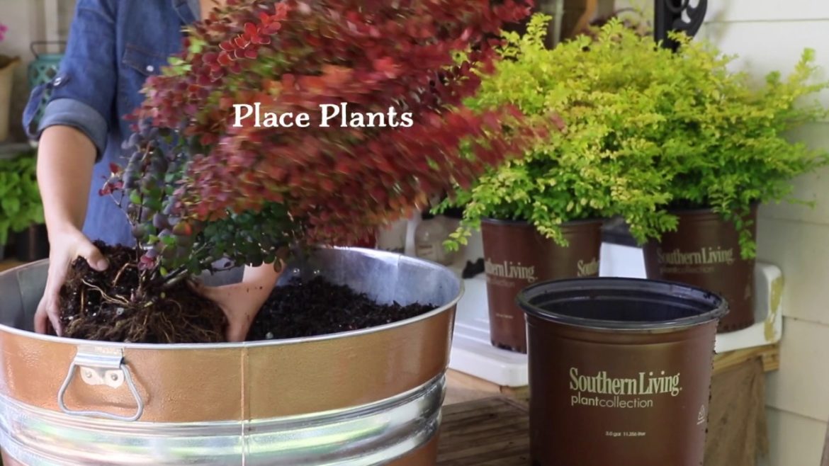 DIY Instant Border Container Garden Project from Southern Living with Sunshine Ligustrum DIY Instant Border Container Garden Project from Southern Living with Sunshine Ligustrum