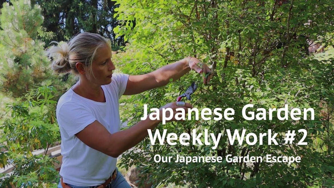 Japanese Garden Weekly Work – Episode 2 | Our Japanese Garden Escape Japanese Garden Weekly Work - Episode 2 | Our Japanese Garden Escape