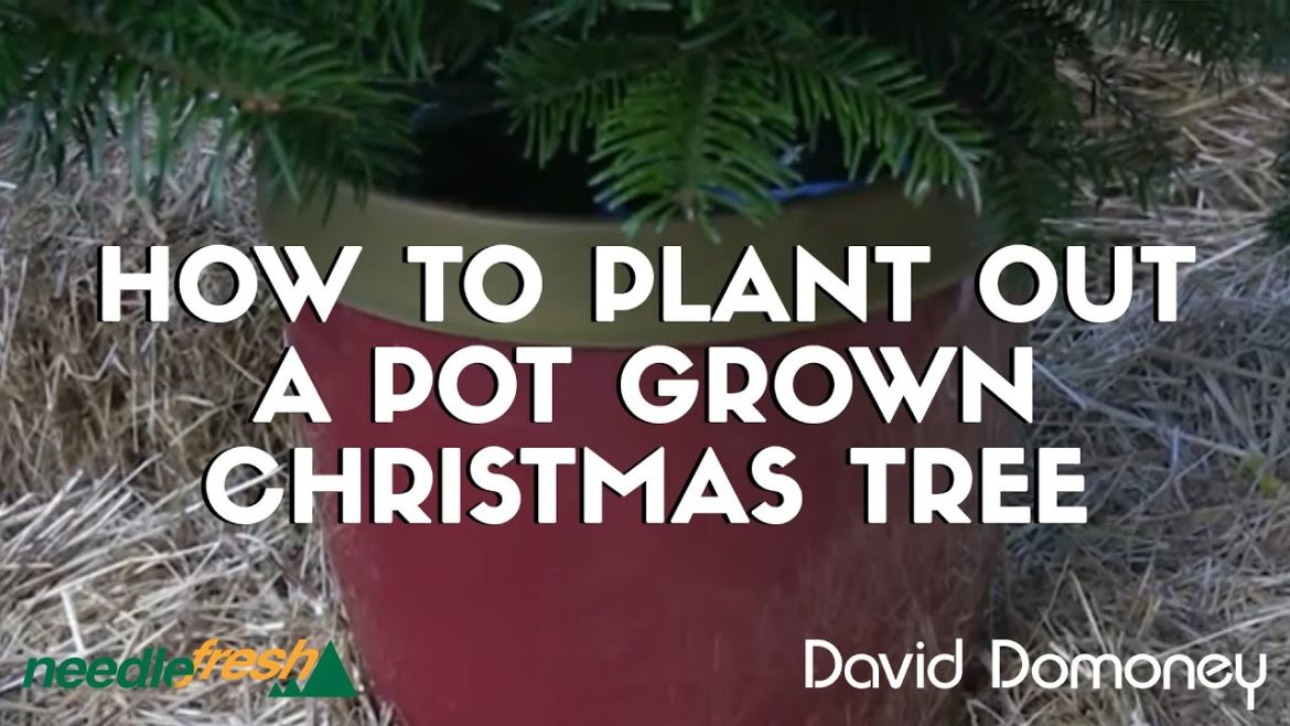 How To Plant Out A Pot Grown Christmas Tree How To Plant Out A Pot Grown Christmas Tree