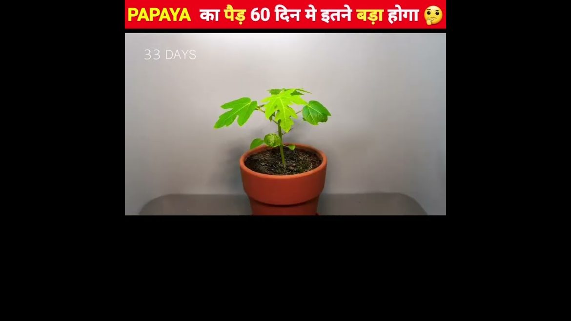 पपीते का पैड़ 60 दिन मे इतने बड़े हो गया 😱 | @MR. INDIAN HACKER @Crazy XYZ @MrBeast #shorts पपीते का पैड़ 60 दिन मे इतने बड़े हो गया 😱 | @MR. INDIAN HACKER @Crazy XYZ @MrBeast #shorts