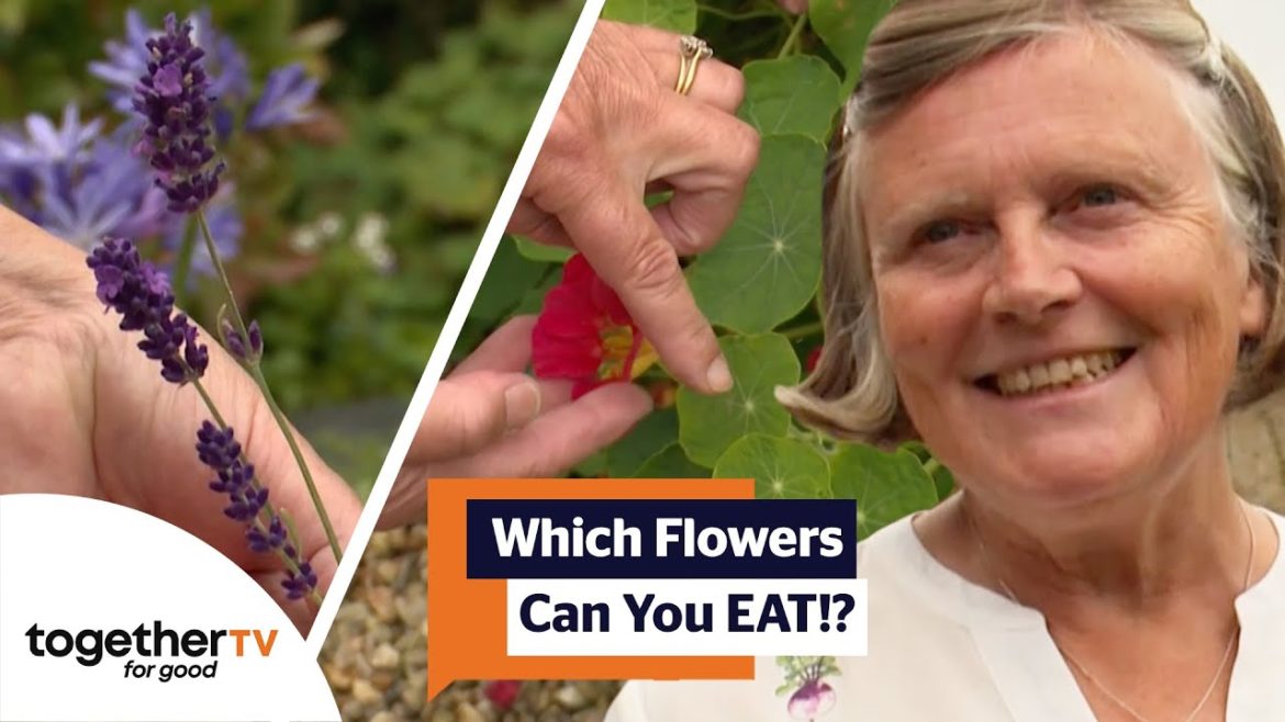 Grow Edible Flowers In Your Garden For A Tasty Salad | Garden Rescue Grow Edible Flowers In Your Garden For A Tasty Salad | Garden Rescue