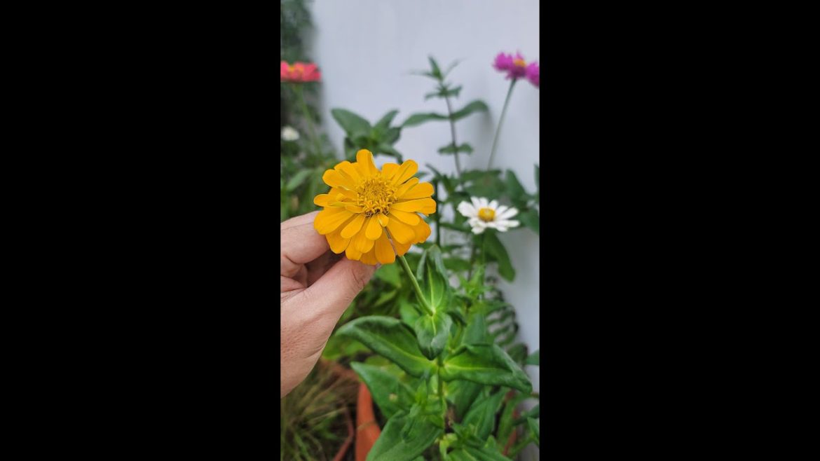 My Garden (Short Tour)