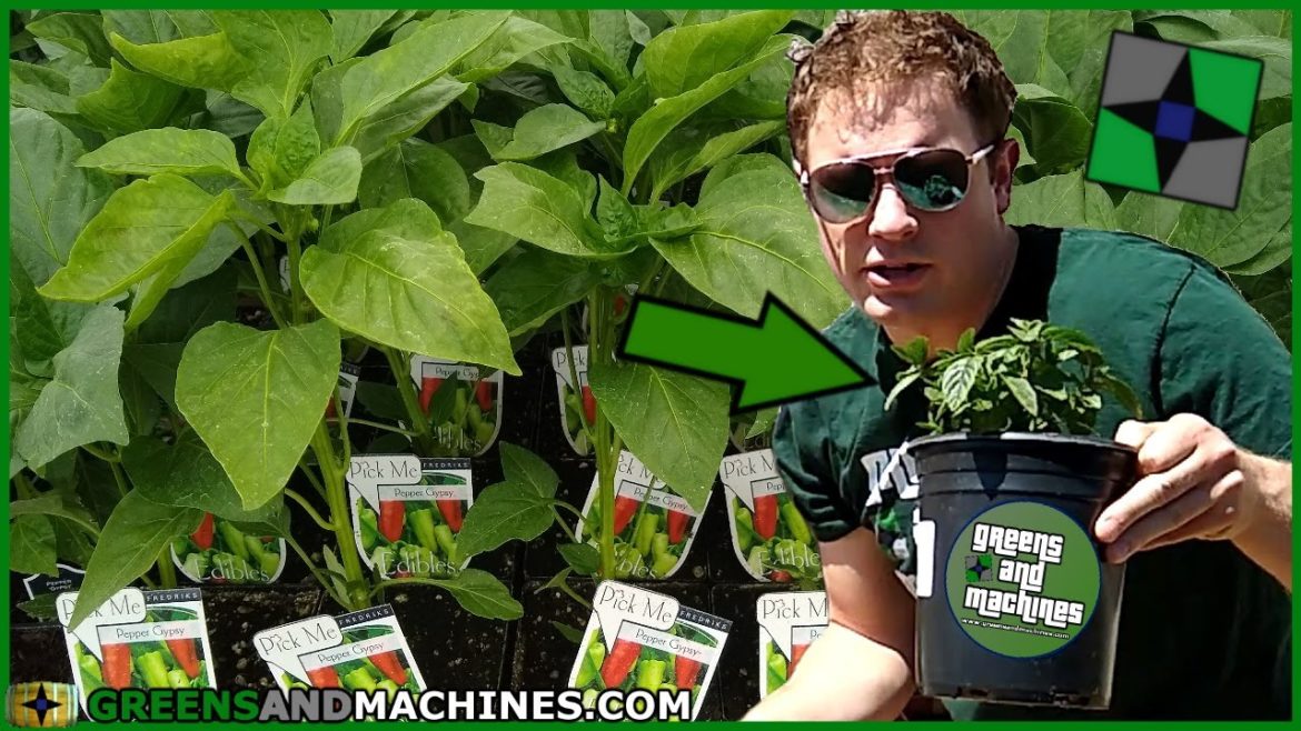 Here's Which Vegetables You Should Buy from a Garden Center | Container Gardening