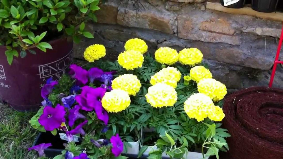 Gardening supplies surprise