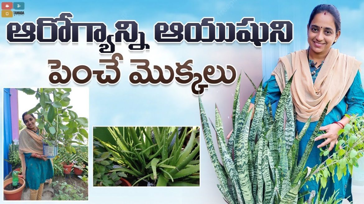Most useful plants in garden || TELUGU GARDEN VLOG