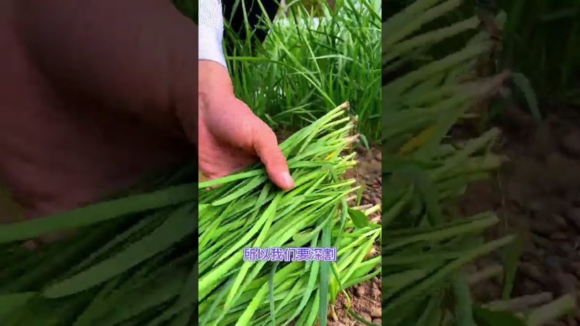 Tips for Growing Vegetables