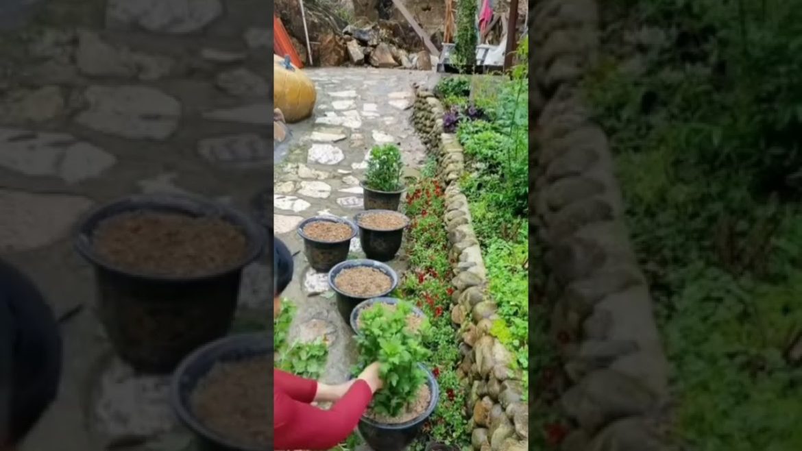 Garden Design, Home Garden #324 Simple New Viral Video,#Shorts