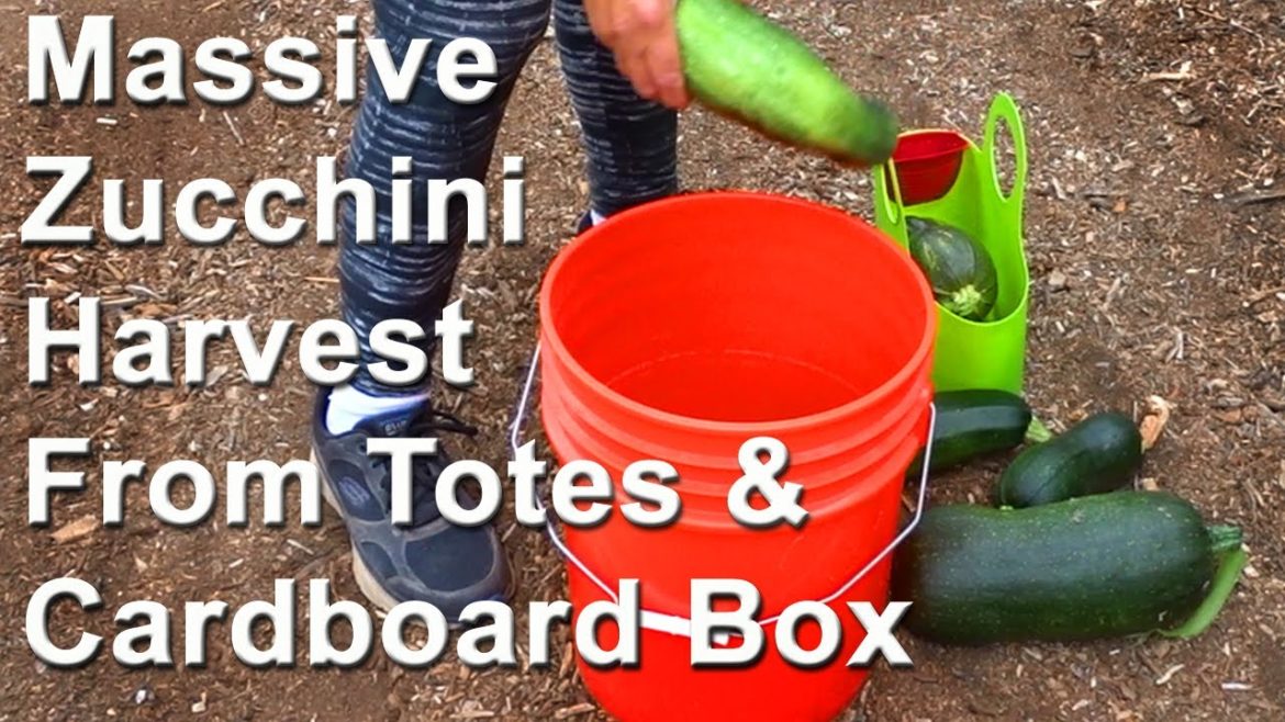Massive Zucchini Harvest Container Gardening Elevated Chair Garden Growing in Totes & Cardboard Box Massive Zucchini Harvest Container Gardening Elevated Chair Garden Growing in Totes & Cardboard Box