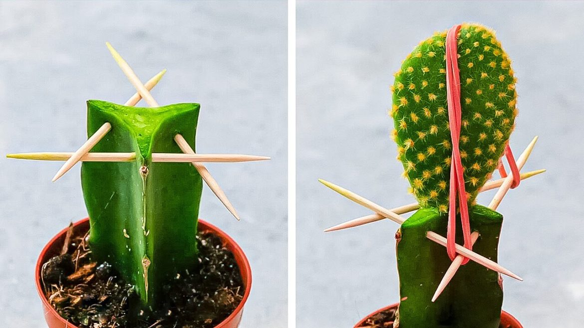 Surprising Easy Plant Growing Hacks 🌵 || Gardening Tips And Tricks Surprising Easy Plant Growing Hacks 🌵 || Gardening Tips And Tricks