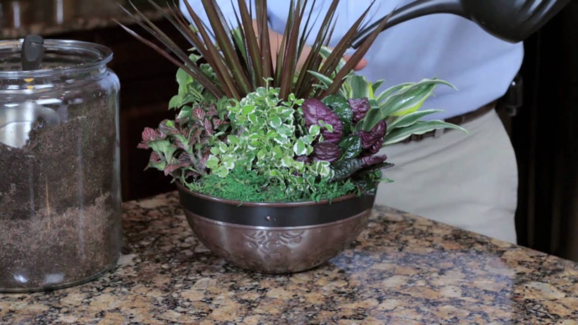 Exotic Angel Plants: How to Create an Indoor Container Garden