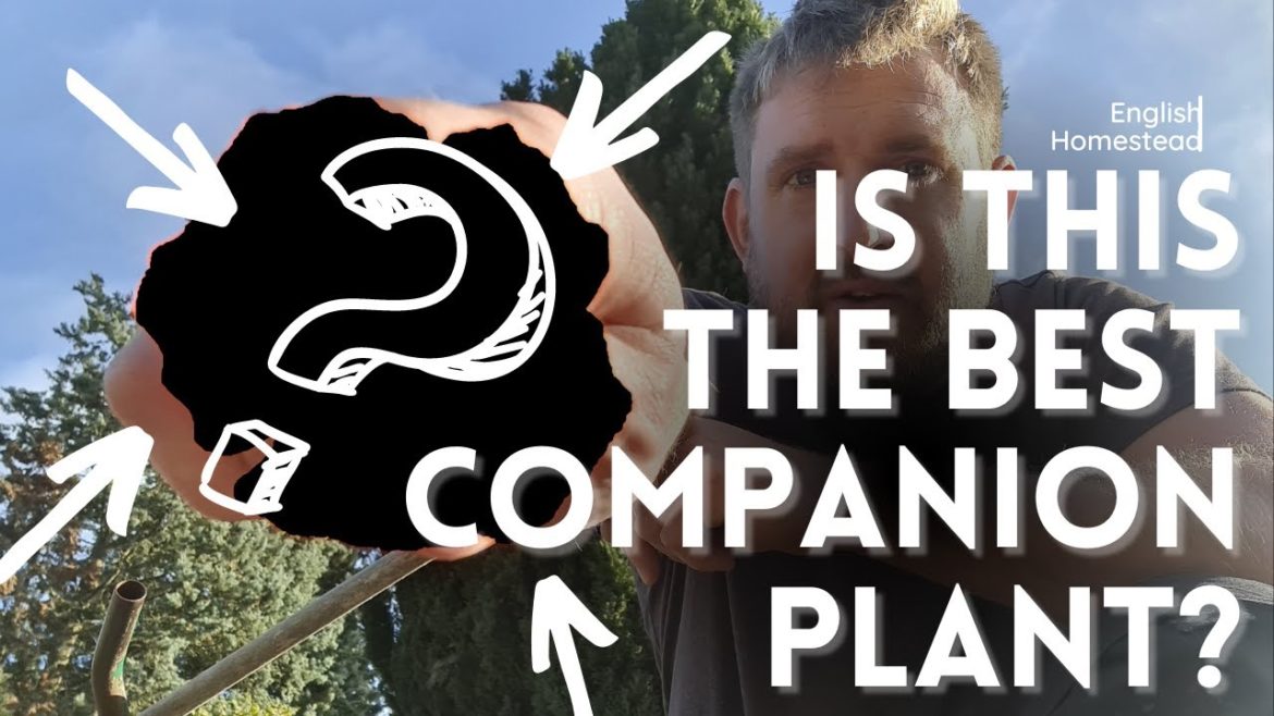 The REASONS For Growing NASTURTIUMS In The Vegetable Garden – Plus Make Poor Mans Capers!! The REASONS For Growing NASTURTIUMS In The Vegetable Garden - Plus Make Poor Mans Capers!!