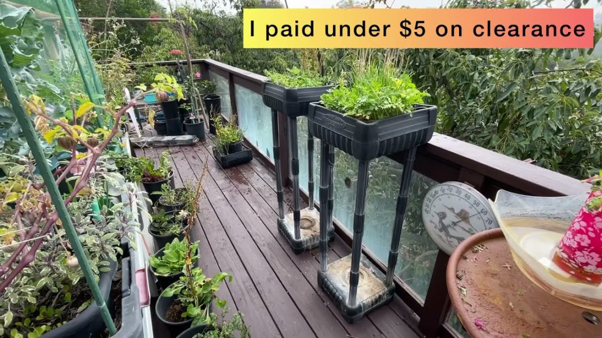 Deck Balcony Garden Growing Vegetables UPDATE Container Gardening Pot Plants Moved BUT Dog Approved