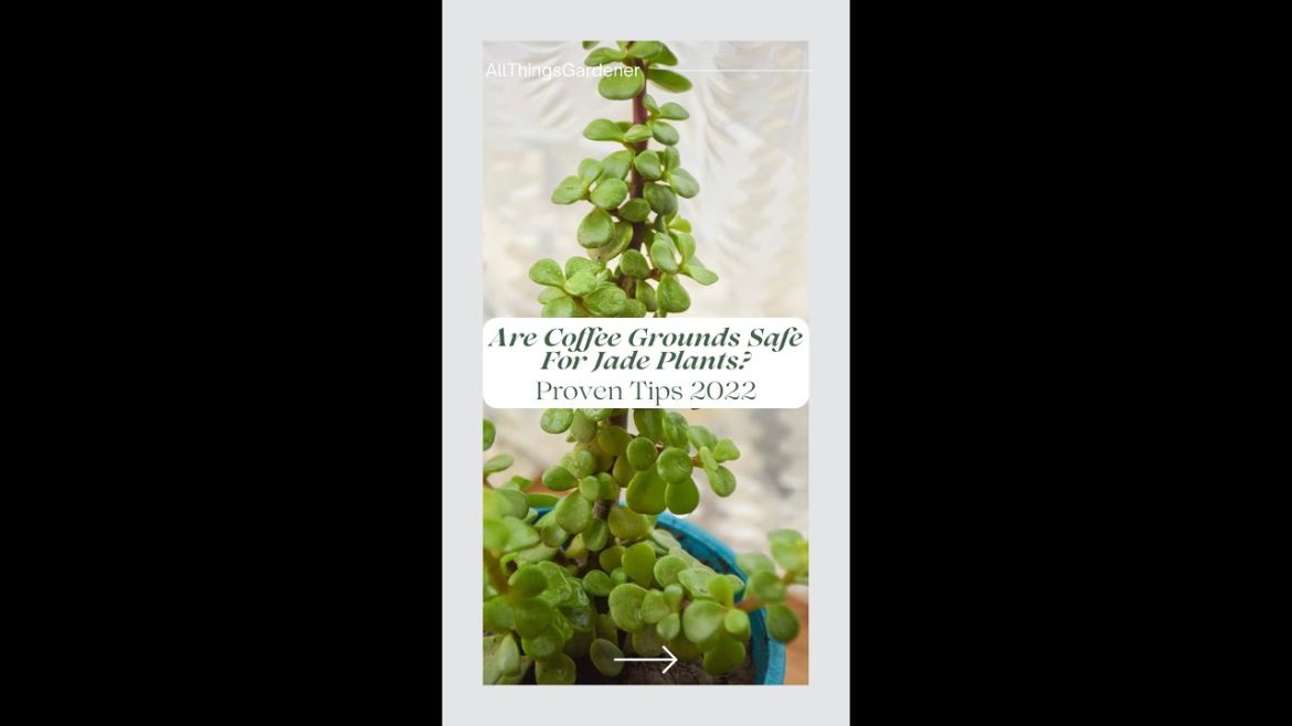 Are Coffee Grounds Safe For Jade Plants? Proven Tips 2022