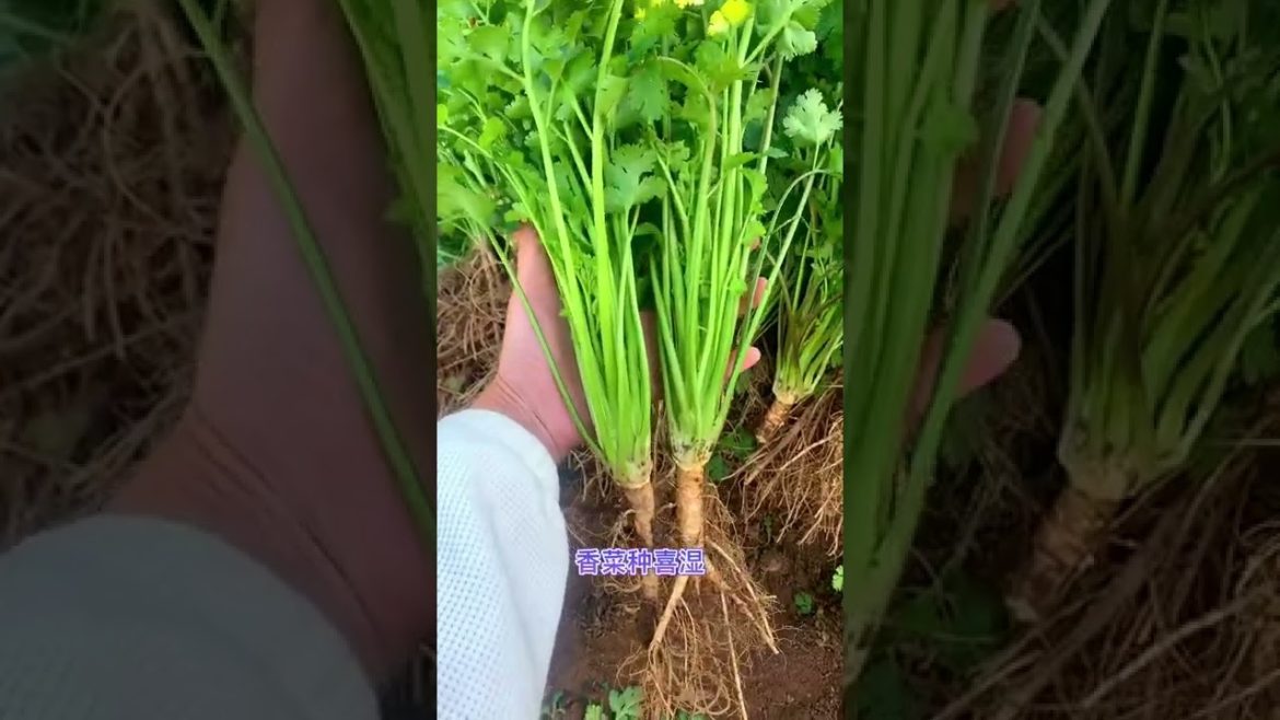 Tips for Growing Vegetables