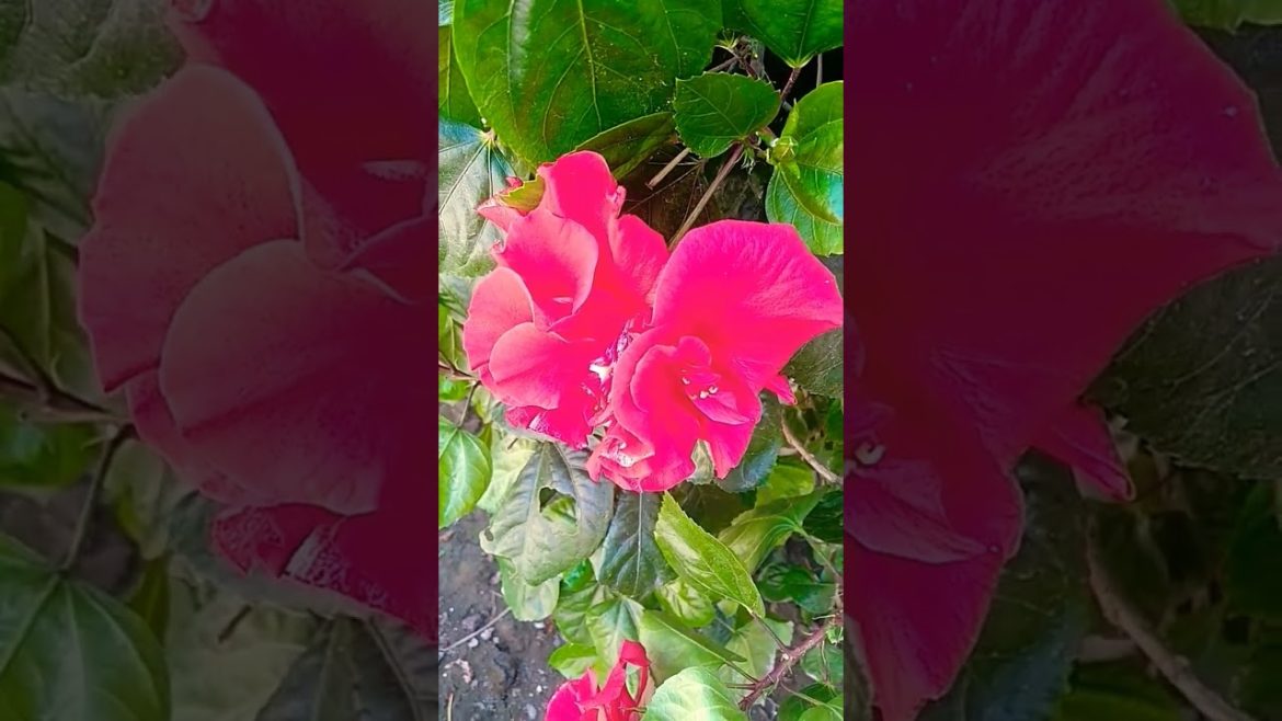 Beautiful Red Hibiscus / Gudhal Flowers #shorts #viral #trending #hibiscus #gudhal #nishthamahant Beautiful Red Hibiscus / Gudhal Flowers #shorts #viral #trending #hibiscus #gudhal #nishthamahant