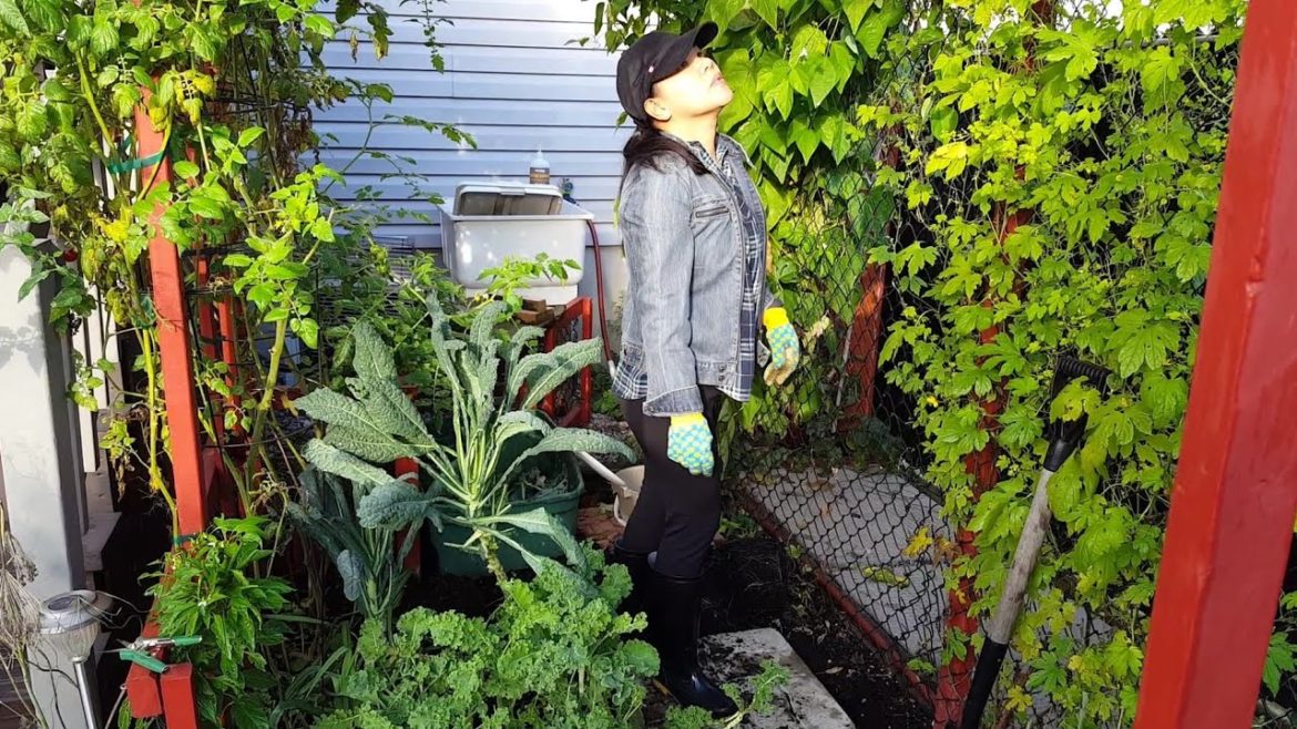 SMALL BACKYARD GARDEN | FALL CLEAN UP | COMPOSTING| CANADA BACKYARD GARDENING SMALL BACKYARD GARDEN | FALL CLEAN UP | COMPOSTING| CANADA BACKYARD GARDENING