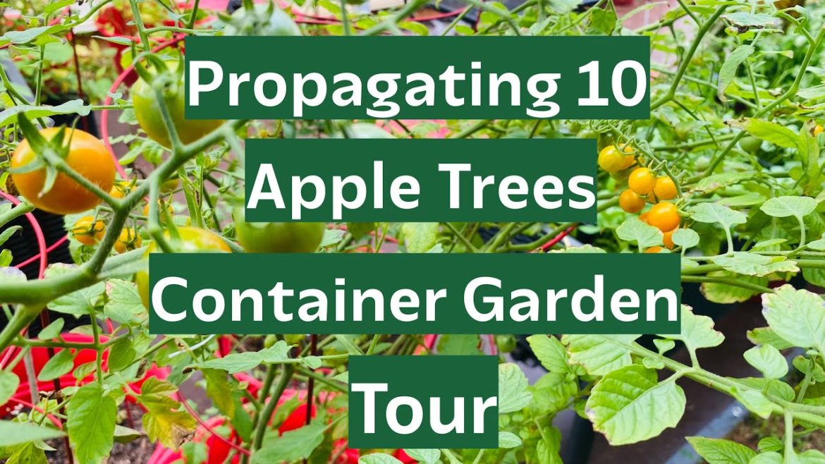 Apple Tree Propagation | Garden Progress And Rewards | Container Garden Apple Tree Propagation | Garden Progress And Rewards | Container Garden