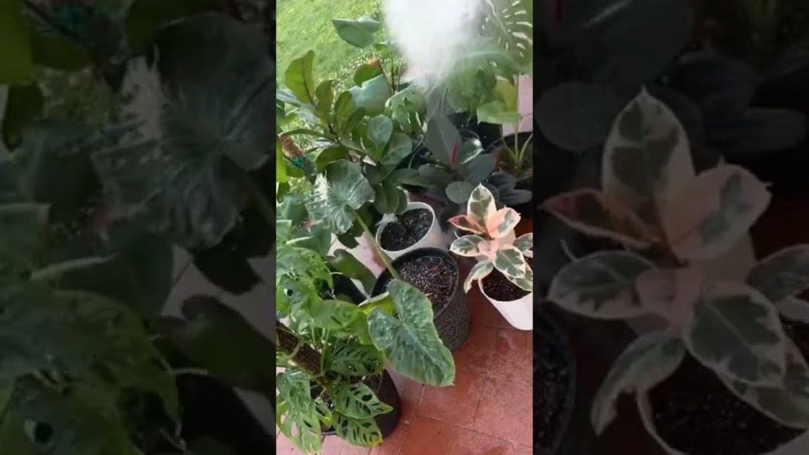 How to water indoor plants | gardening tips #shorts