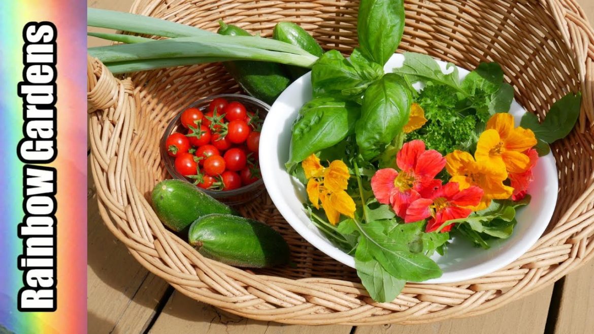 Time to Relax ( no talking ) Container Garden Harvest & Fresh Salad Time to Relax ( no talking ) Container Garden Harvest & Fresh Salad