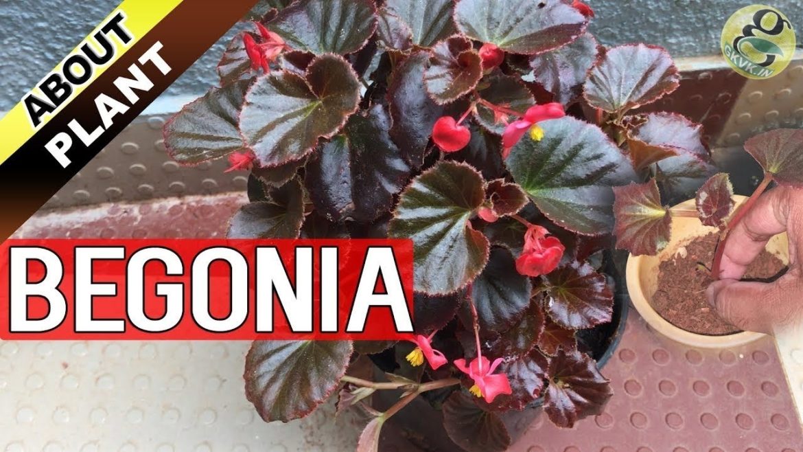 BEGONIA PLANT CARE, How to Grow and Propagate Begonia Cuttings – Garden Tips in English BEGONIA PLANT CARE, How to Grow and Propagate Begonia Cuttings - Garden Tips in English