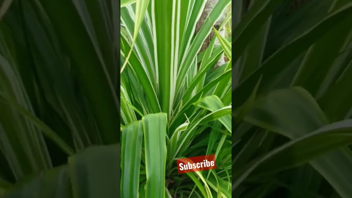 #landscaping #design #ideas #shorts