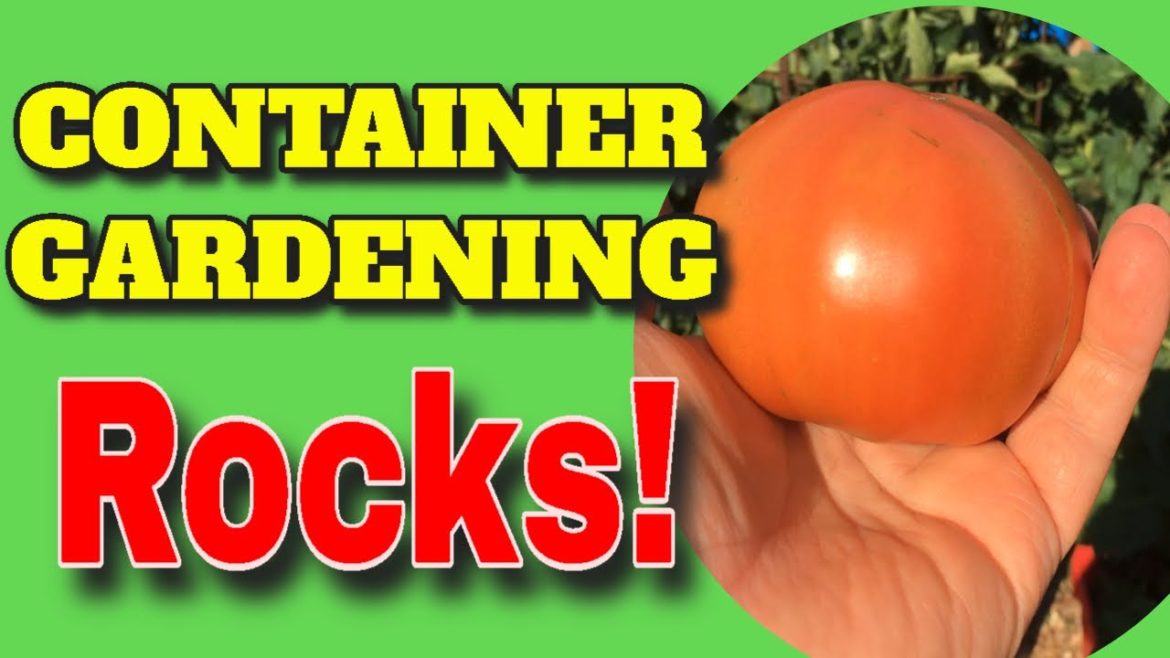 🍅CONTAINER GARDEN RESULTS 🌾 EARTHBOX 🥒GROW BAGS 🥕WICKING TUBS 🌽 WHAT IS BEST❓❓  🌱