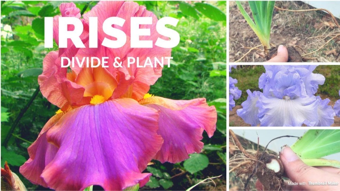 How to Plant and Divide Irises 💚 Easy Gardening Tips