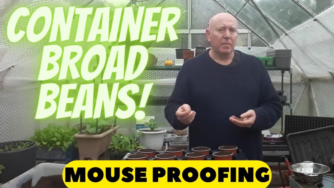 Grow Container Broad Beans Mouse Proof [Gardening Allotment UK] [Grow Vegetables At Home ]