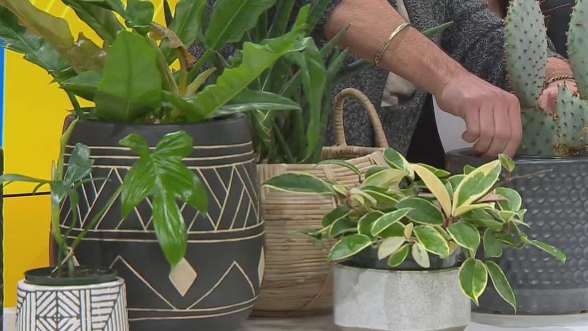 Fang! Pet and Garden Supply shares indoor gardening tips