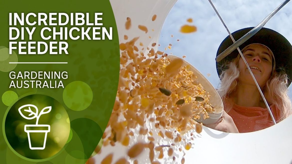 Rodent, bird and weather-proof chicken feeder | DIY garden projects | Gardening Australia