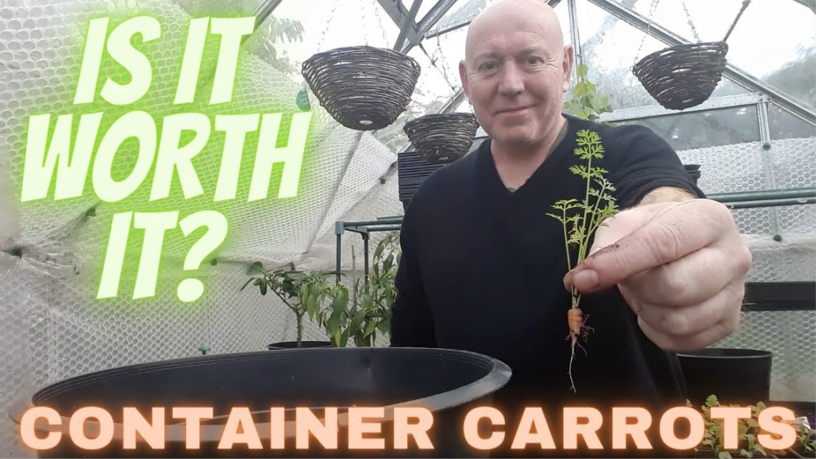 Growing Carrots In Containers [Gardening Allotment UK] [Grow Vegetables At Home ]