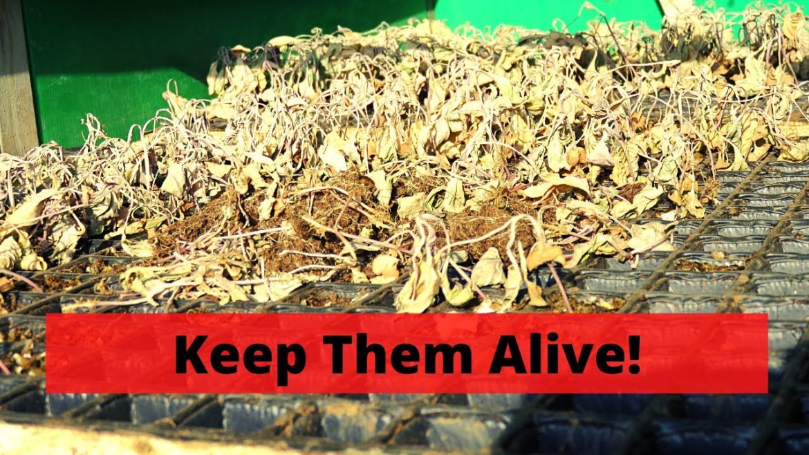 This Mistake Could Ruin Your Garden Plans! | Gardening 101 | Guten Yardening