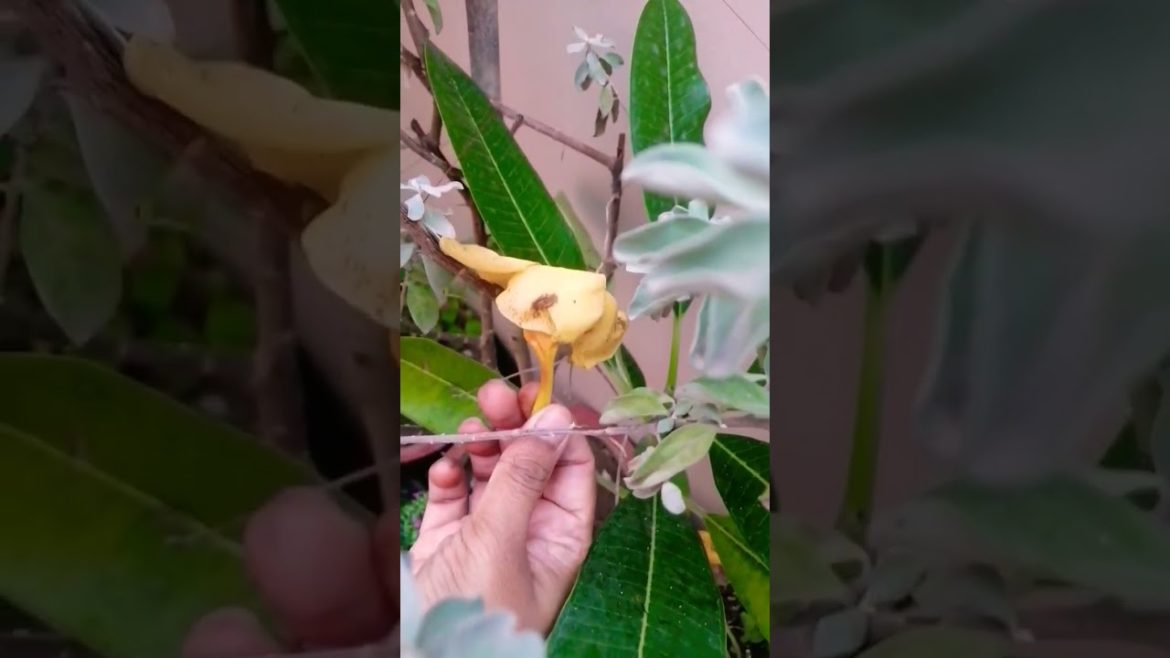 Garden Activity ! Removing yellow leaves. #shorts #viral #trending Garden Activity ! Removing yellow leaves. #shorts #viral #trending