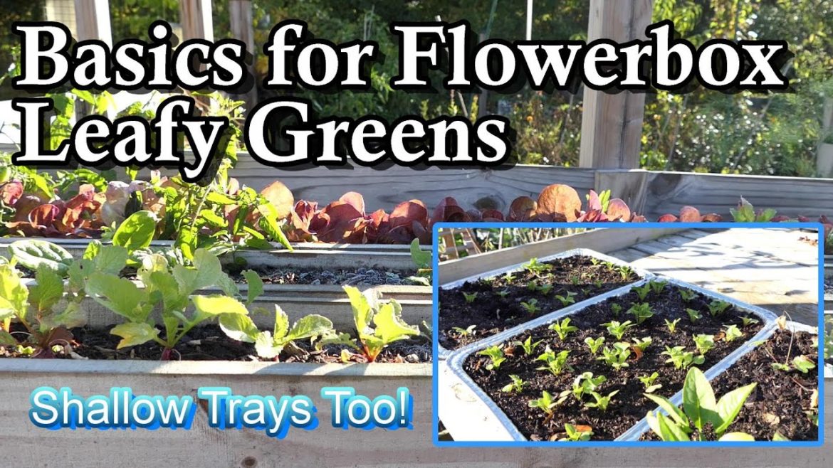 Basic Overview for Growing Fall or Spring Greens & Radishes in Flower Boxes and Shallow Trays