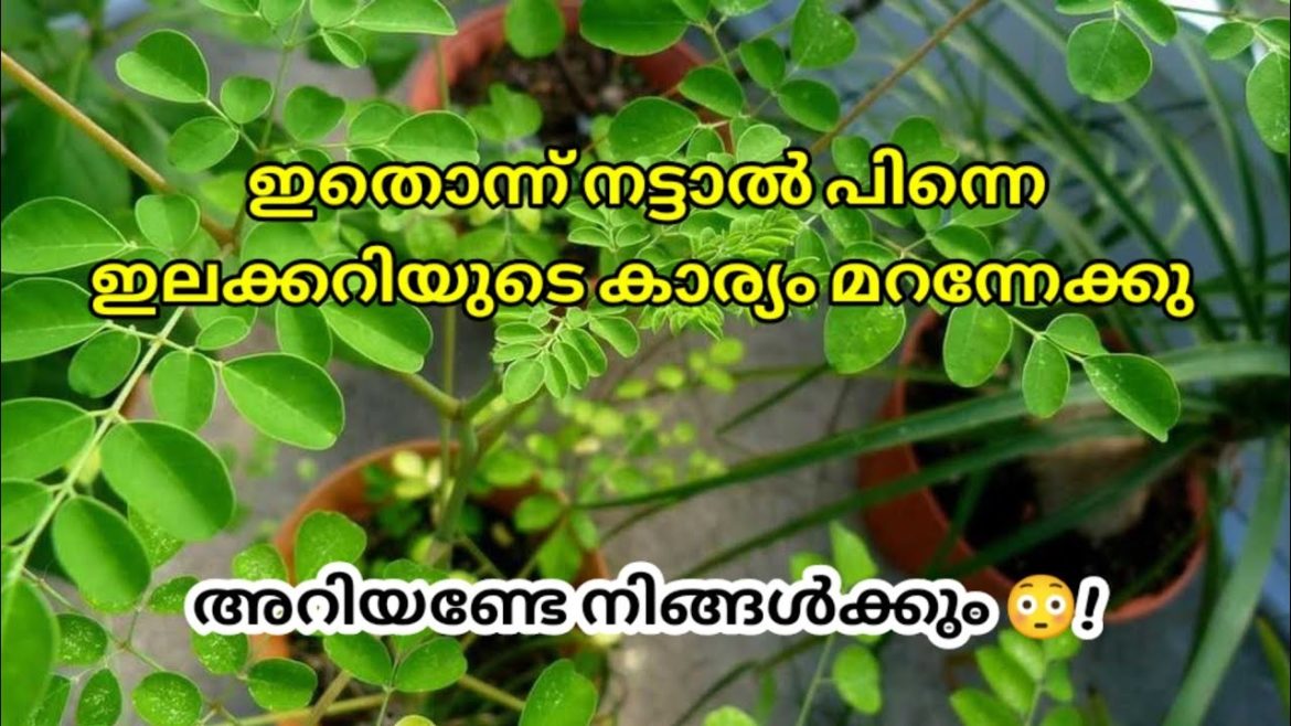 ഇതൊന്ന് വീട്ടിൽ നട്ടാൽ മതി പിന്നെ ഇലക്കറിയുടെ കാര്യം മറന്നേക്കു #cheerachembu #cheera #chemb#krishi ഇതൊന്ന് വീട്ടിൽ നട്ടാൽ മതി പിന്നെ ഇലക്കറിയുടെ കാര്യം മറന്നേക്കു #cheerachembu #cheera #chemb#krishi