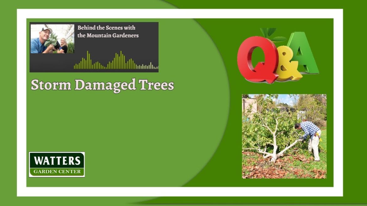 Behind the Scenes with the Mountain Gardeners Q&A – Storm Damaged Trees