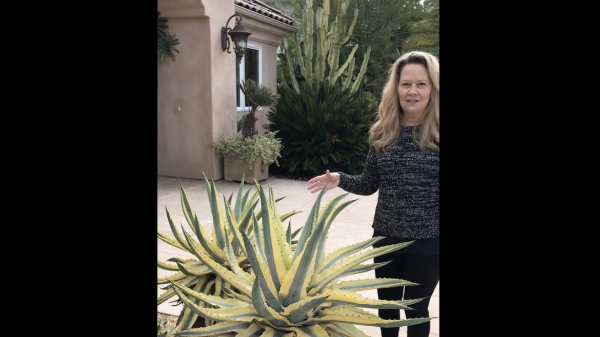 Jeanne Meadow's Succulent Garden, Tips & Tour Part One