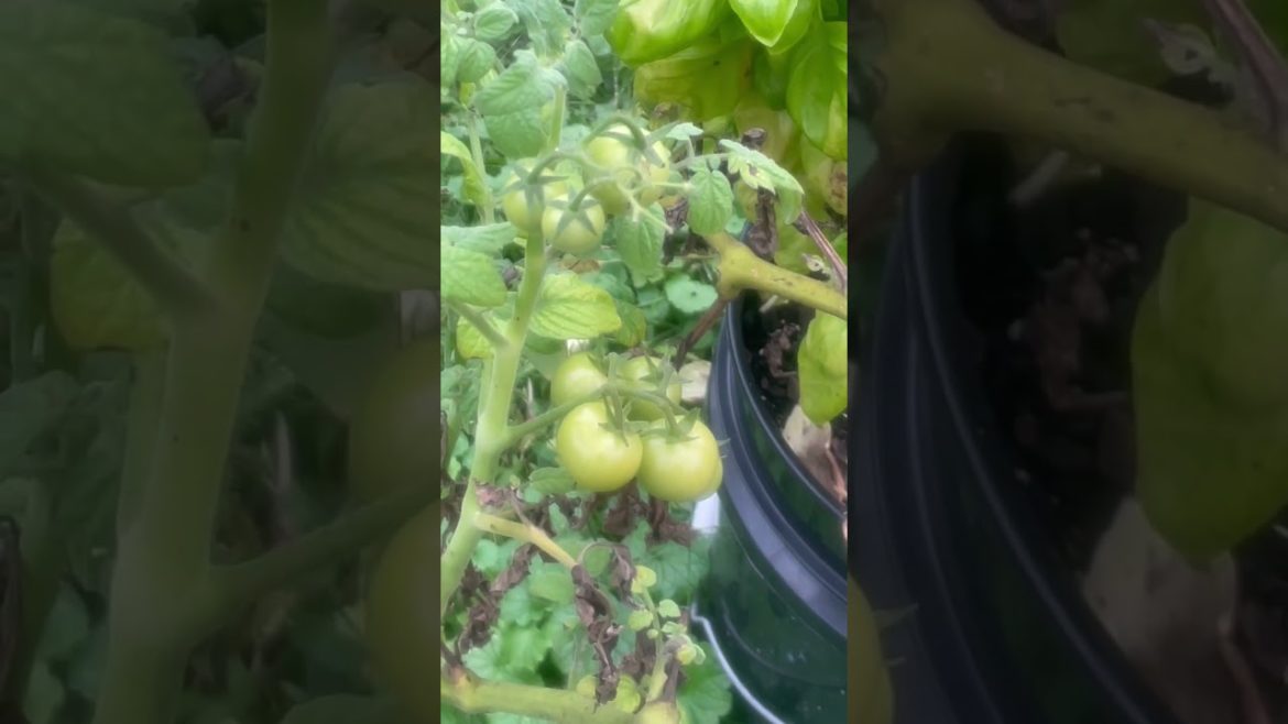 Growing Tomatoes 🍅 in my home container bucket garden! #short #shorts