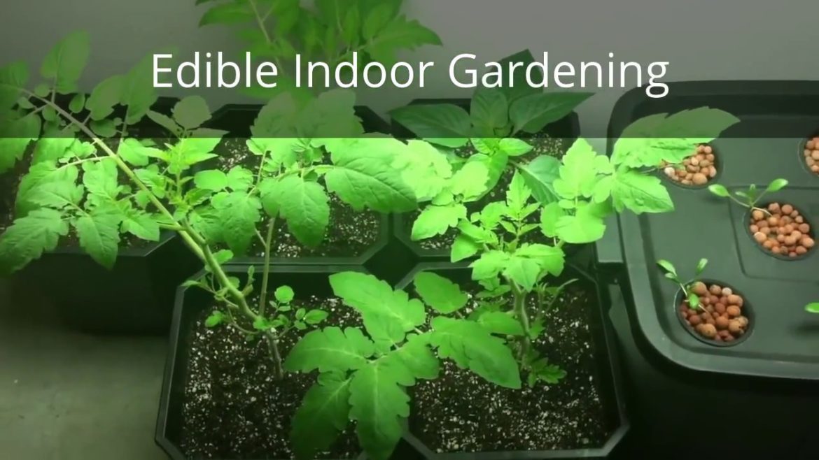 DIY Edible Indoor Food Gardening Apartment Gardens DIY Edible Indoor Food Gardening Apartment Gardens