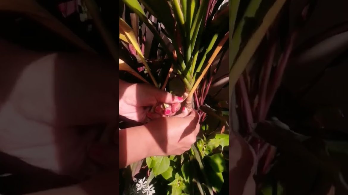 Garden Hack !! Give tidy look to Dracaena. #shorts #viral #trending