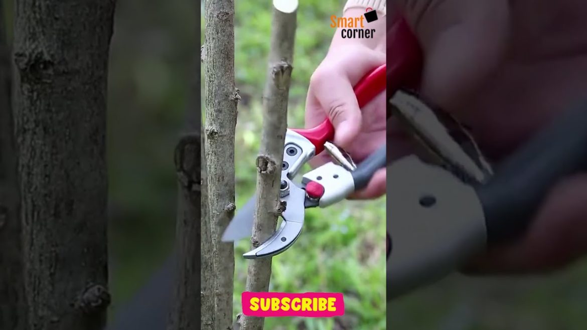 Stainless Steel Garden Shears | Pruning Shears | Gardening Tools | #Shorts