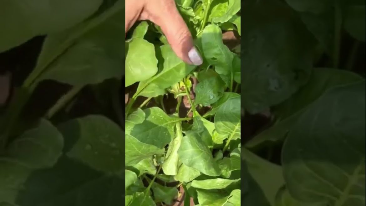 आज बस यही करुँगी आज बस यही करुँगी