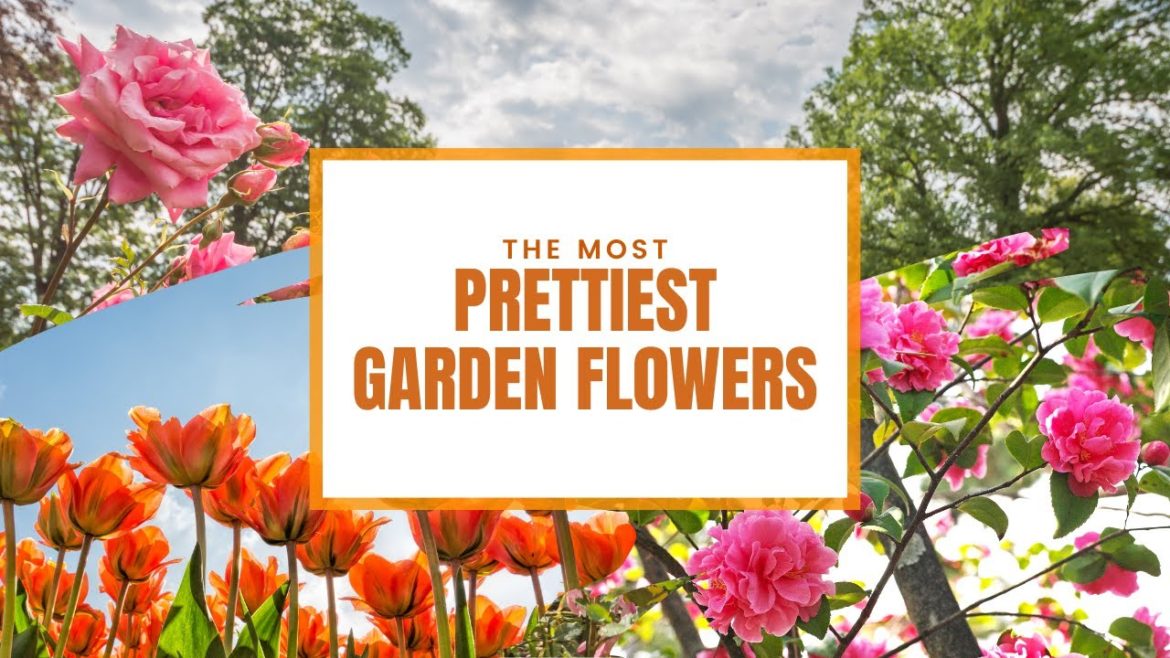 The Most Prettiest Garden Flowers in the World πΌπΈβ¨ The Most Prettiest Garden Flowers in the World πΌπΈβ¨