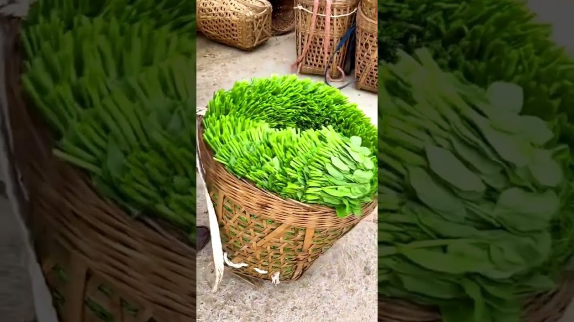 Fresh Vegetable! #shorts #gardening