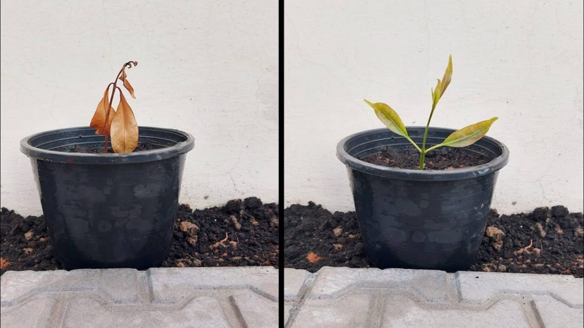 How to Revive a Dying Plant | Japanese Garden | Garden and Plants | asmr Gardening How to Revive a Dying Plant | Japanese Garden | Garden and Plants | asmr Gardening