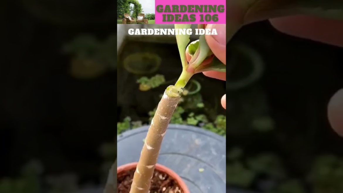You can also try this😆🌴🌱🌿😇/gardening ideas nonstop  😇…@Sunil Marchant
