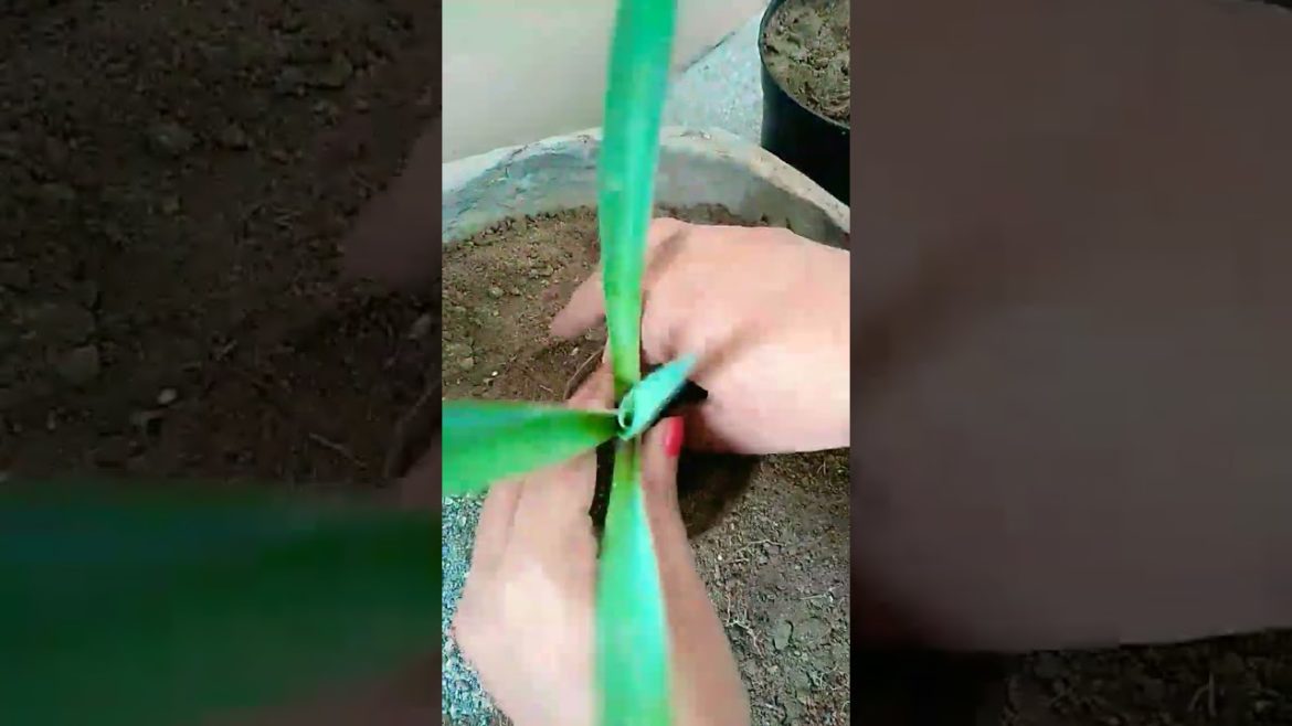 How I multiply my Agave Plant from mother plant #trending #viral #shorts #youtubeshorts