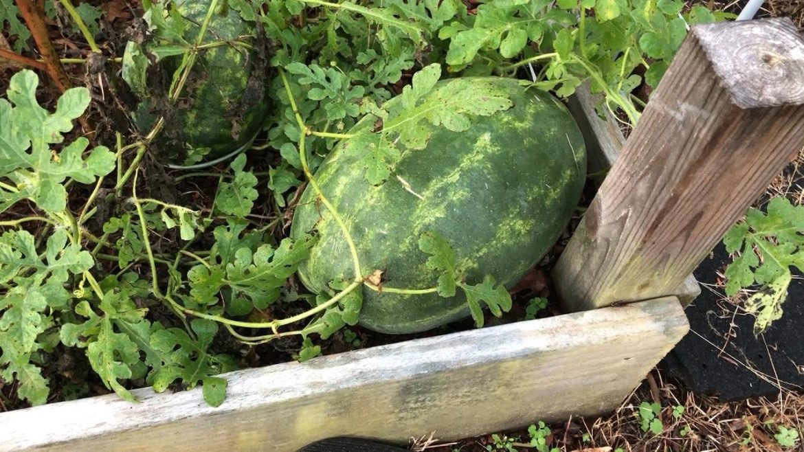 Crimson Sweet Watermelon  | 2022 Harvest | #Shorts Crimson Sweet Watermelon  | 2022 Harvest | #Shorts