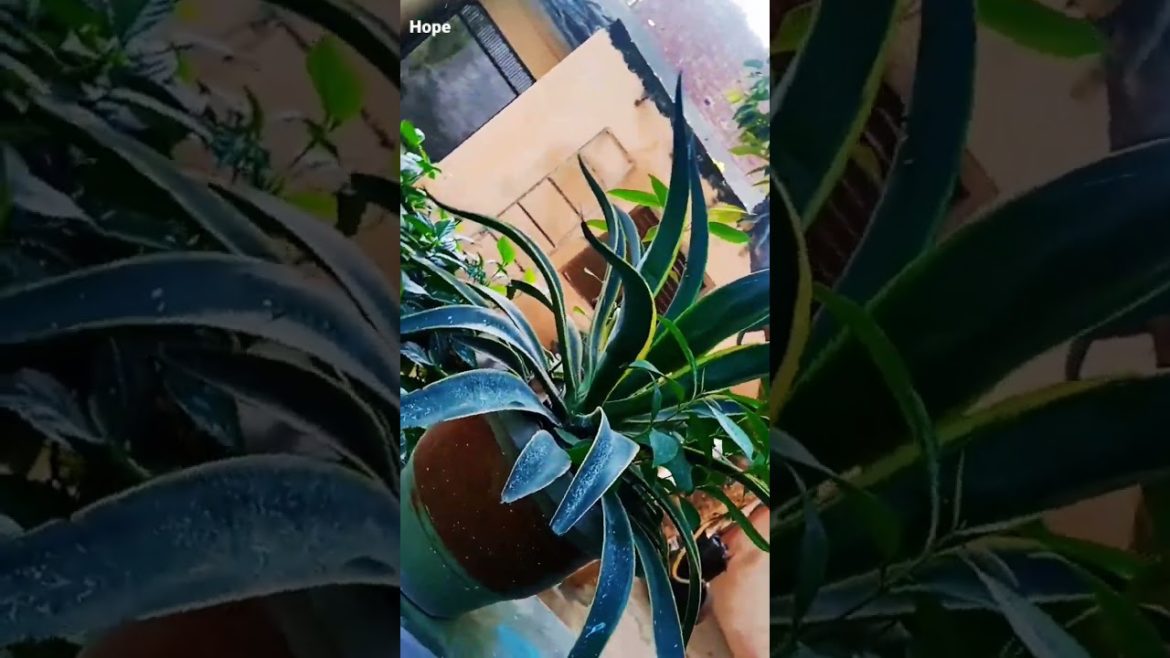 Hope #hope #xxxtentacion #viralshorts #viralvideo #viraltiktok #viral #tree #trendingshorts