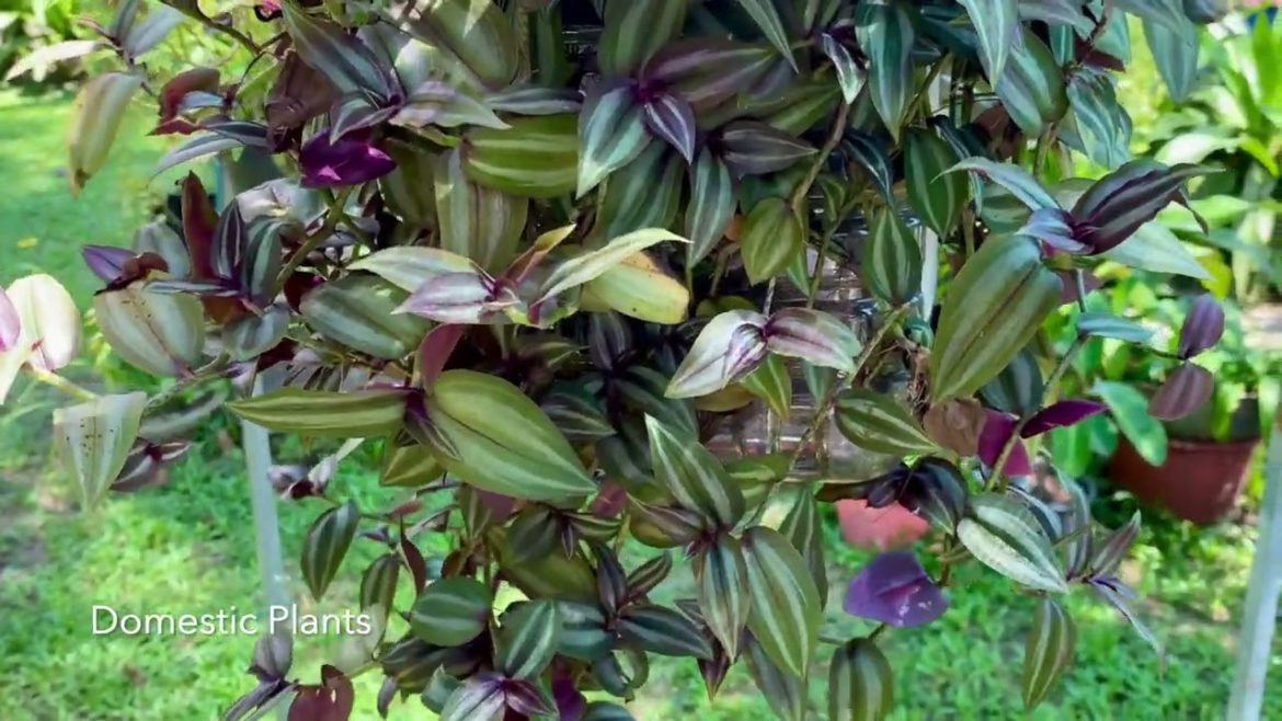 How to grow wandering jew plant with cutting leaves